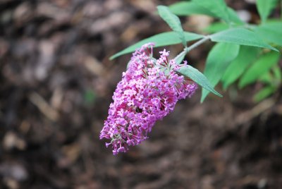Buddleja davidii - komule davidova - květenství